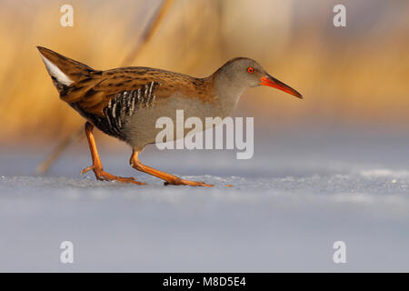 Waterral lopend op ijs; acqua Ferrovia Passeggiate sul ghiaccio Foto Stock