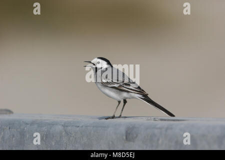 Witte Kwikstaart volwassen zittend; bianco Wagtail adulto appollaiato Foto Stock