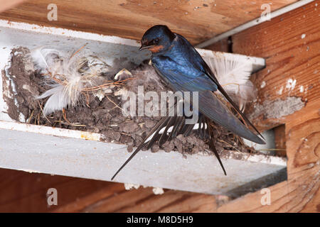 Boerenzwaluw nestelend in schuur; Barn Swallow nidificanti nel fienile Foto Stock