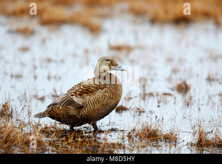 Vrouwtje brileider op de toendra; femmina Spectacled Eider presso la tundra Foto Stock