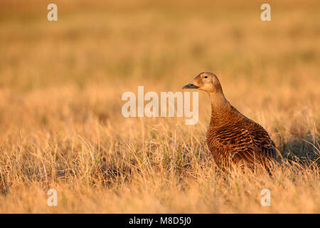 Vrouwtje brileider op de toendra; femmina Spectacled Eider presso la tundra Foto Stock