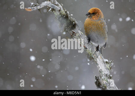 Haakbek in de sneeuw; Pine Grosbeak nella neve Foto Stock