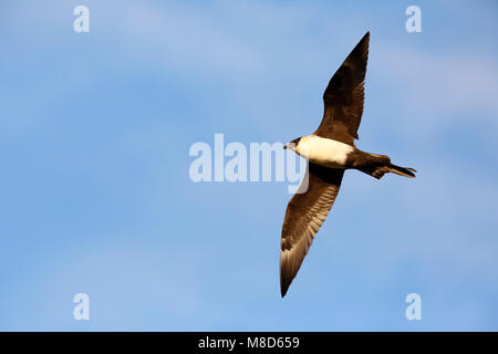 Vliegende Middelste Jager; battenti Pomarine Skua Foto Stock