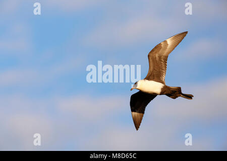 Vliegende Middelste Jager; battenti Pomarine Skua Foto Stock