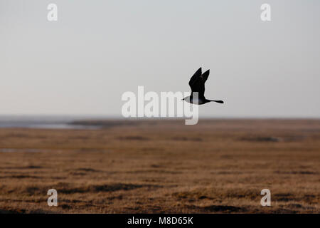 Vliegende Middelste Jager; battenti Pomarine Skua Foto Stock