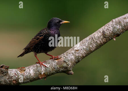 Spreeuw zittend op een tak; Comune Starling appollaiato su un ramo Foto Stock