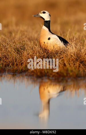 Stellers Eider op de toendra; Steller's Eider sulla tundra Foto Stock