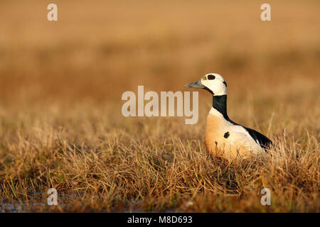 Stellers Eider op de toendra; Steller's Eider sulla tundra Foto Stock