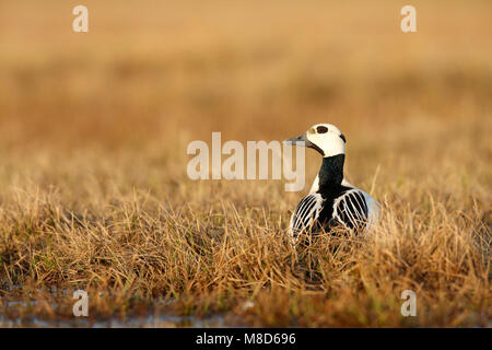 Stellers Eider op de toendra; Steller's Eider sulla tundra Foto Stock