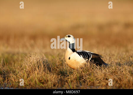 Stellers Eider op de toendra; Steller's Eider sulla tundra Foto Stock