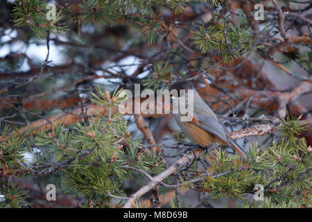 Taigagaai zittend in een naaldboom; Siberian Jay appollaiato in un albero di pino Foto Stock