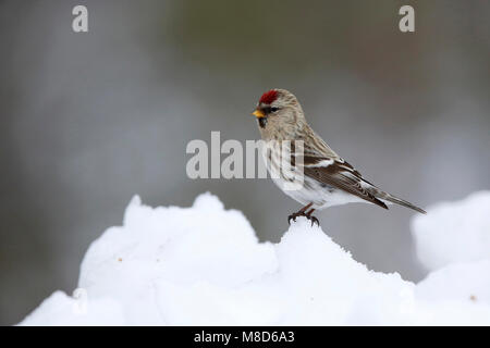 Witstuitbarmsijs; Arctic Redpoll; Carduelis hornemanni exilipes Foto Stock