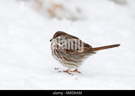 Zanggors zittend in de sneeuw; Song Sparrow (Melospiza melodia) permanente sulla neve Foto Stock