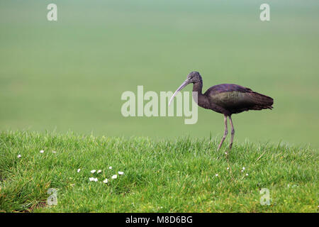 Zwarte Ibis in een weiland; ibis lucido in un prato Foto Stock