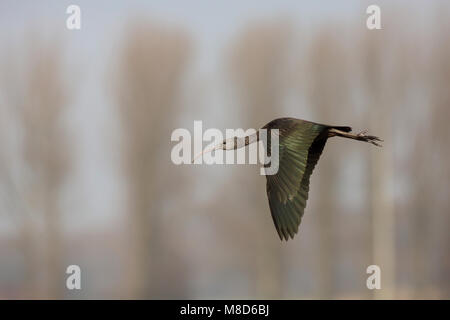 Vliegende Zwarte Ibis; battenti ibis lucido Foto Stock