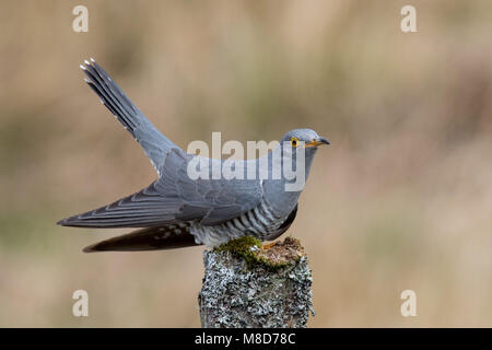 Eurasian cuculo appollaiato su un lichene coperto post Foto Stock