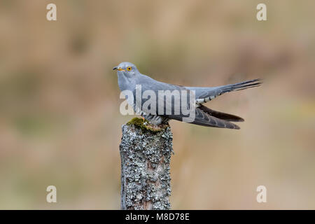 Eurasian cuculo appollaiato su un lichene coperto post Foto Stock