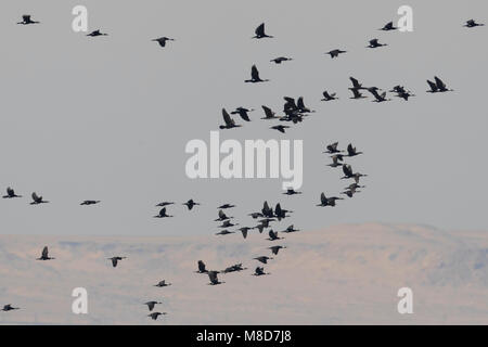 Cormorano; cormorani; Phalacrocorax carbo Foto Stock