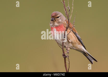 Linnet adulti maschi in full color appollaiato sulla fragile ramoscello Foto Stock