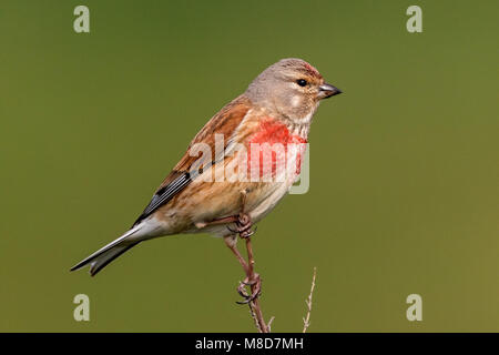 Linnet adulti maschi in full color appollaiato sulla fragile ramoscello Foto Stock