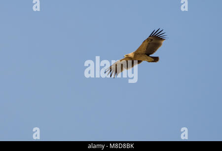 In Bastaardarend vlucht; maggiore aquila chiazzato in volo Foto Stock