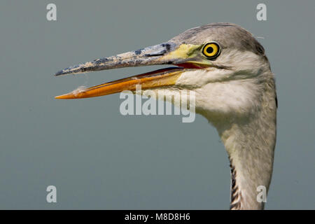 Blauwe Reiger close-up; Airone cenerino close-up Foto Stock