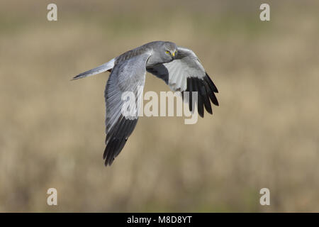 Albanella reale volanti maschio; Blauwe Kiekendief uomo vliegend Foto Stock