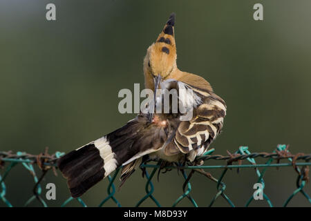 Eurasian Upupa preening su una recinzione; Luppolo veren poetsend op een hek Foto Stock