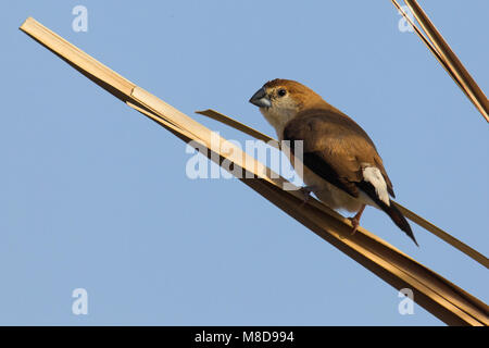 Loodbekje zittend in het riet; Silverbill indiano appollaiato in reed Foto Stock