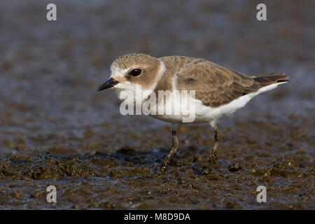 Juveniele Strandplevier, capretti Fratino Foto Stock