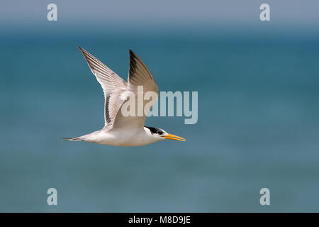 Bengaalse Stern in vlucht; Lesser Crested Tern in volo Foto Stock