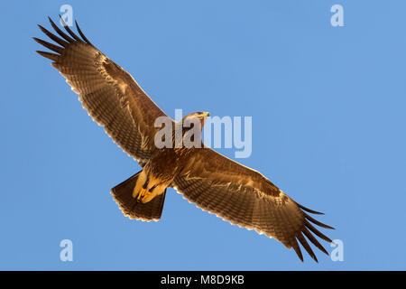 Juveniele Schreeuwarend in de vlucht; capretti Lesser Spotted Eagle in volo Foto Stock