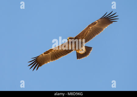 Juveniele Schreeuwarend in de vlucht; capretti Lesser Spotted Eagle in volo Foto Stock