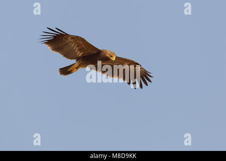 Juveniele Schreeuwarend in de vlucht; capretti Lesser Spotted Eagle in volo Foto Stock