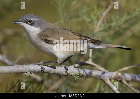 Lesser Whitethroat appollaiato sul ramo; Braamsluiper zittend op tak Foto Stock