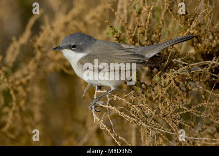 Lesser Whitethroat appollaiato sul ramo; Braamsluiper zittend op tak Foto Stock