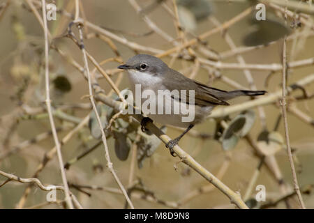 Lesser Whitethroat appollaiato sul ramo; Braamsluiper zittend op tak Foto Stock