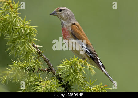 Linnet maschio appollaiato; Kneu uomo zittend Foto Stock