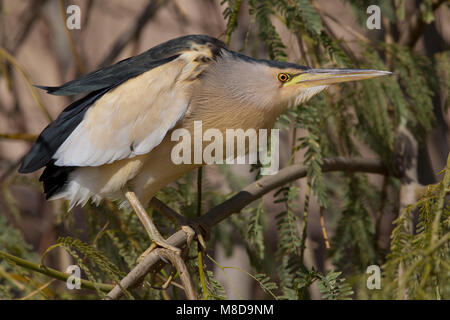 Tarabusino; Tarabusino; Ixobrychus minutus Foto Stock