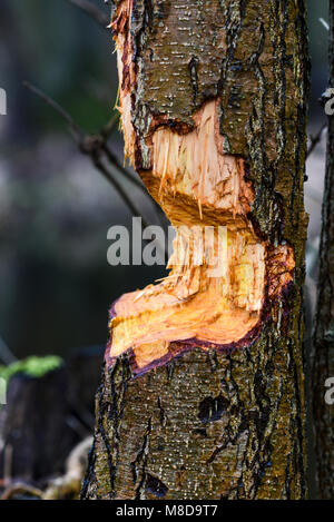 Un albero appena morso da un castoro nella foresta. Foto Stock