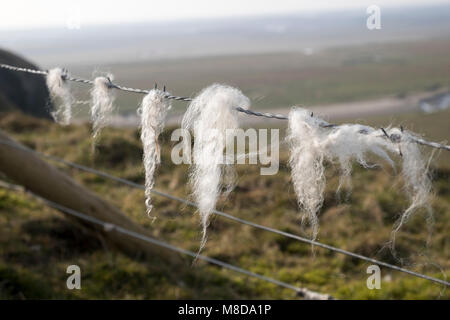 La lana di ovini sul filo spinato, Humphrey Testa, Cumbria, Inghilterra Foto Stock