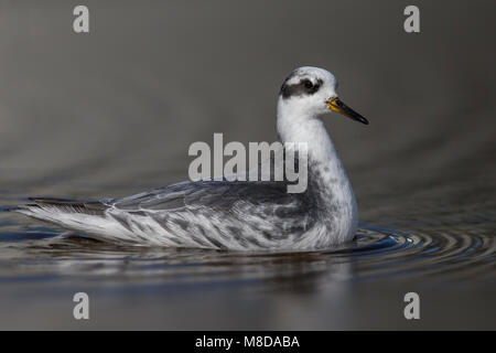 Rosse Franjepoot; grigio Phalarope; Phalaropus fulicarius Foto Stock