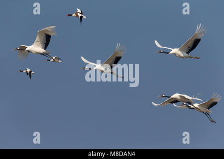 Kraanvogel cinesi in vlucht; rosso-Crowned Crane in volo Foto Stock