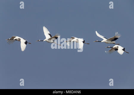 Kraanvogel cinesi in vlucht; rosso-Crowned Crane in volo Foto Stock