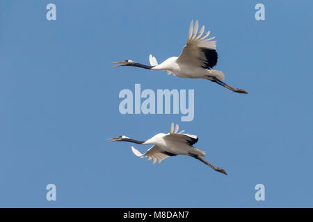 Kraanvogel cinesi in vlucht; rosso-Crowned Crane in volo Foto Stock