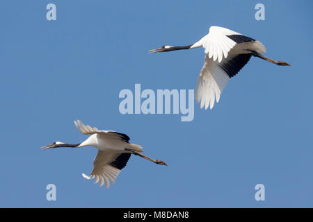 Kraanvogel cinesi in vlucht; rosso-Crowned Crane in volo Foto Stock