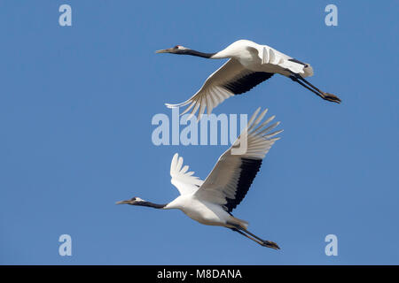 Kraanvogel cinesi in vlucht; rosso-Crowned Crane in volo Foto Stock