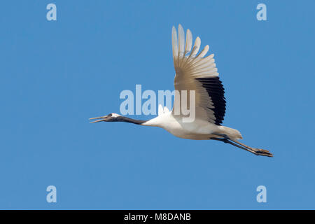 Kraanvogel cinesi in vlucht; rosso-Crowned Crane in volo Foto Stock