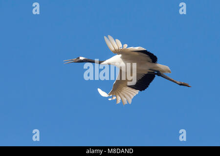 Kraanvogel cinesi in vlucht; rosso-Crowned Crane in volo Foto Stock