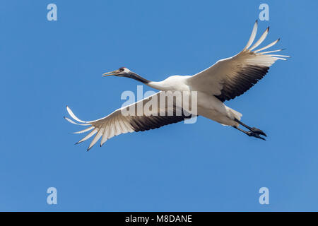 Kraanvogel cinesi in vlucht; rosso-Crowned Crane in volo Foto Stock